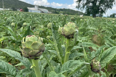Manda Köyü Tescilli Enginar Üretiminde Rekor Kırdı..