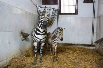 Bursa Hayvanat Bahçesi’nde Zebra Ailesi Çoğalıyor...