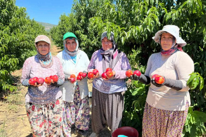 Meyve Üreticisini Bu Sefer de Bolluk Vurdu!