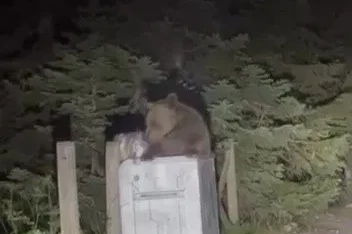 Uludağ’da aç kalan ayı çöpten yemek aradı
