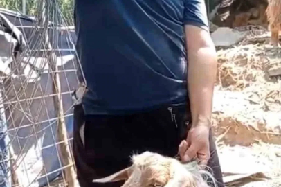 Firardaki Keçi Eve Döndü..