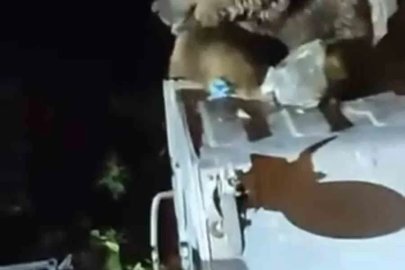 Uludağ’da aç kalan ayı yemek aradı
